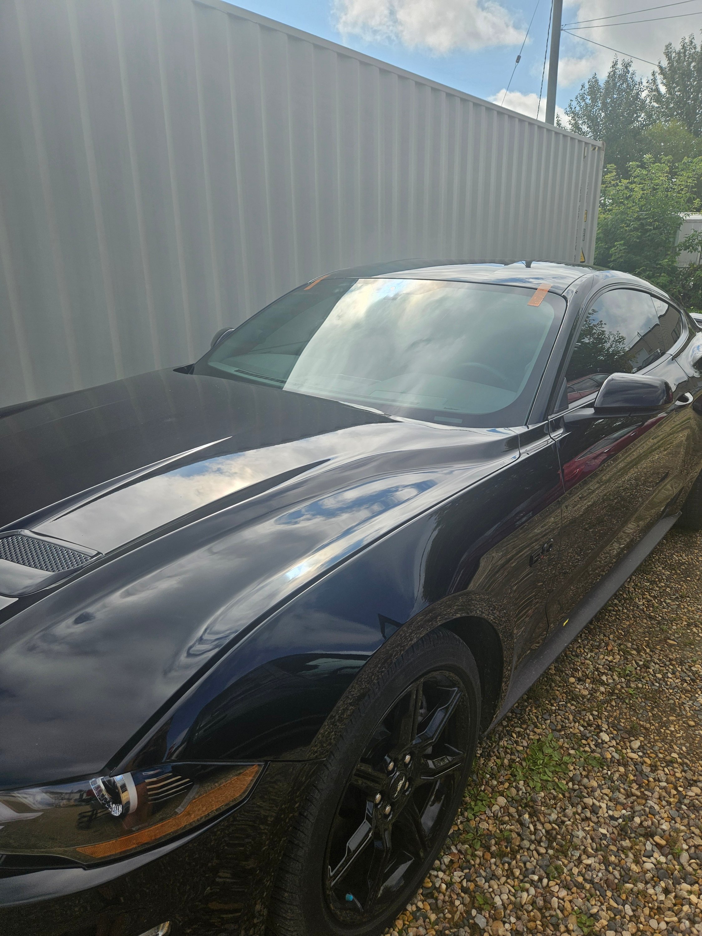black mustang